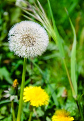 Fluffy and yellow dandelions. 