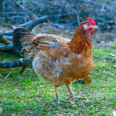 Red chicken in the yard