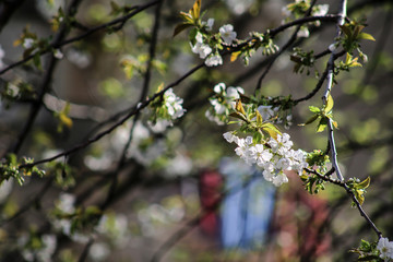 Cherry bloom.  close view of white cherry flowers on a cherry tree in spring on a sunny day