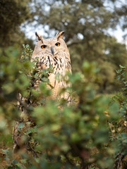 Siberian owl (Bubo bubo) in the forest