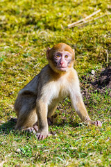 Little Berber monkey sitting alone on the meadow