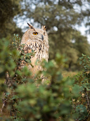 Siberian owl (Bubo bubo) in the forest