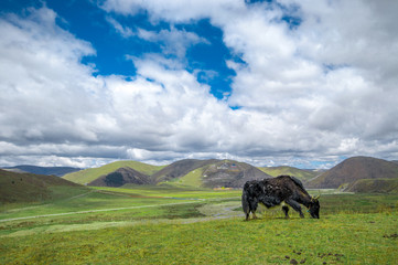 View on Yak in front of Tagong grassland in Sichuan - China