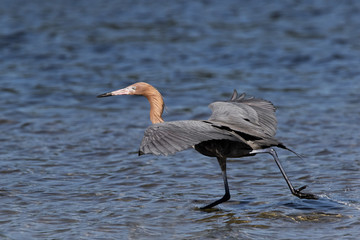 Reddish Egret (Egretta rufescens) 