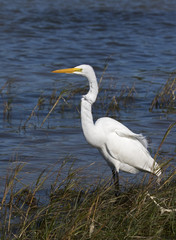 Great Egret (Ardea alba) standing in grass along a bay looking for food.