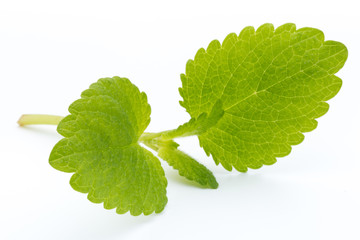 Fresh mint leaves isolated on white background. © gitusik