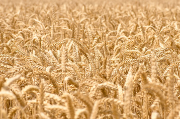 organic golden ripe ears of wheat in field