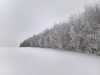 Birch Forest Frost Snow