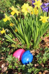 Two easter-eggs in front of a yellow daffodil