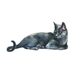 Watercolor russian blue cat. Hand drawn grey cat portrait. Painting isolated pets illustration on white background