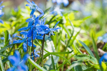 Blue blossom flowers spring snowdrop Scilla Squill