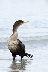 Double Crested Cormorant ( Phalacrocorax) standing in shallow surf sunning and drying.