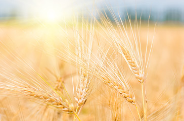 organic golden ripe ears of wheat in field