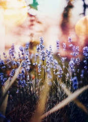 Obraz premium Multicolored summer close up lavender flower colorful mood with dreamy smooth background and a insect bee in the center of the photo. Colorful bokeh
