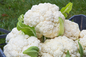 chou-fleur