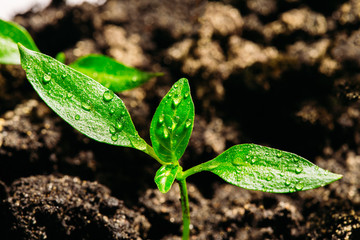 Young seedling of pepper close-up