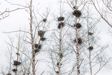 Many empty bird's nests in branches of birch tree in March