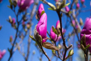  pale pink magnolia flower