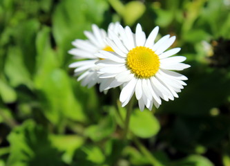 White daisies close up