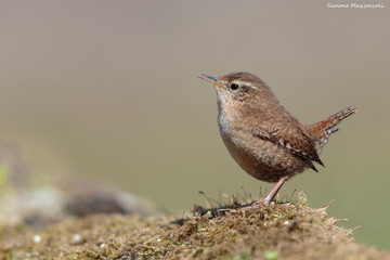 Ball of feathers