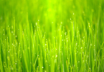 Fototapeta na wymiar close up of morning dew on rice field