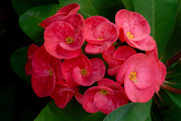 pink crown of thorns flowers