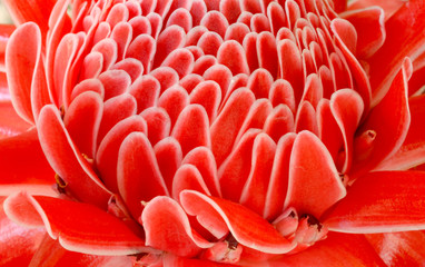 closeup of Etlingera elatior for background