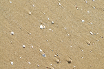 Fototapeta na wymiar seashells on the sand for background