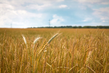 Field of ripe wheat in the countryside