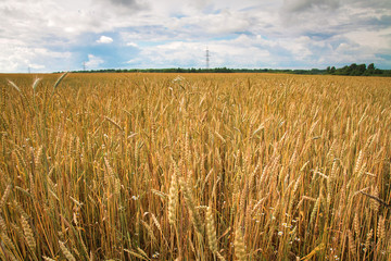Field of ripe wheat in the countryside