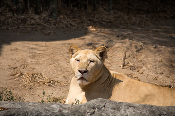 CHIANG MAI, THAILAND, FEBRUARY, 19, 2017 - Lioness in Chiang Mai Zoo, Thailand