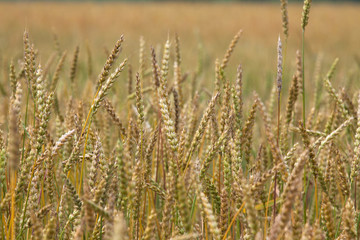 Field of ripe wheat in the countryside