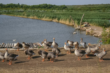 On the waterfront called Haluky near the town of Pology in the Zaporizhya region of Ukraine. August...