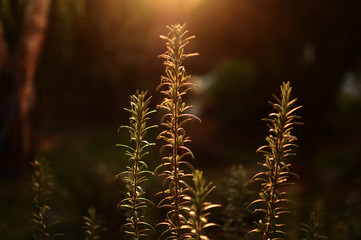 Rosemary at sunset