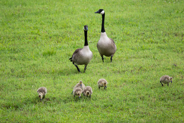 canadian geese with young teaching how to forage and stay together 