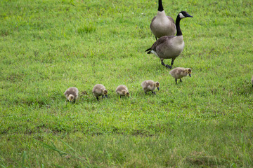 canadian geese with young teaching how to forage and stay together 