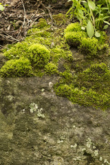 Green moss on the old rock
