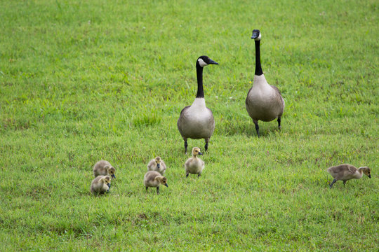 canadian geese with young teaching how to forage and stay together 