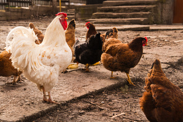 The rooster with chickens