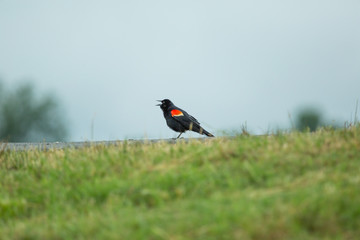 redwing blackbird on a walking path strutting around looking for a mate