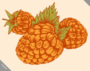 Engrave isolated raspberry hand drawn graphic vector illustration