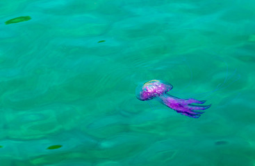 Jellyfish,Pink Jellyfish in the sea.