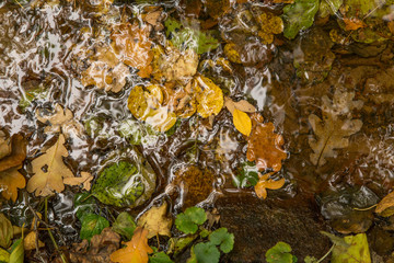  Fall orange, yellow, brown and green autumn leaves on sand in the stream. Close up photo