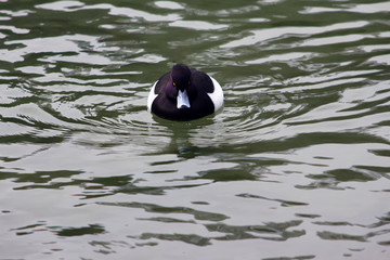 This plump drake clearly has 2 beady eyse on me. or does a camera lens look like a large eye?