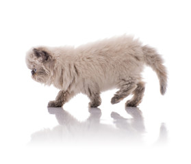 Young Himalayan Kitten Walking Away