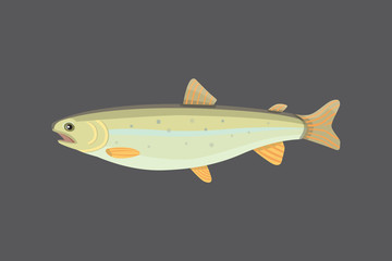 Isolated river fish flat illustration