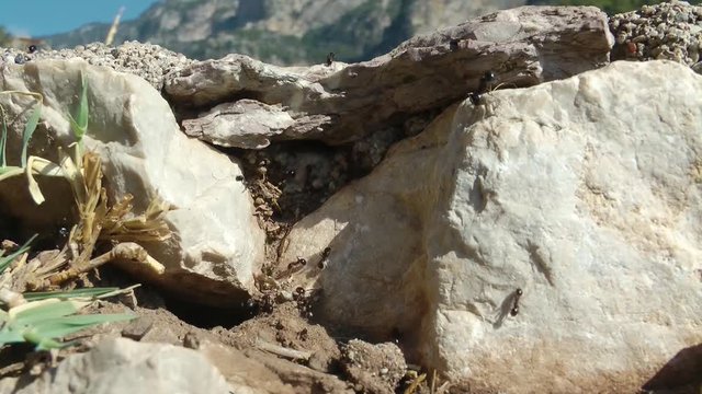 Ameisenstrasse &uuml;ber eine Steilstufe in der s&uuml;dlichen T&uuml;rkei