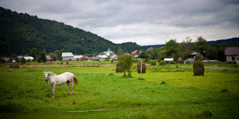 White horse on green grass