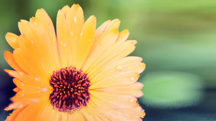 Beautiful daisy flowers reflected in the water.