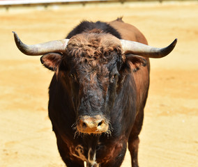 toro